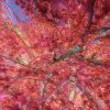 Thumbnail of related posts 196